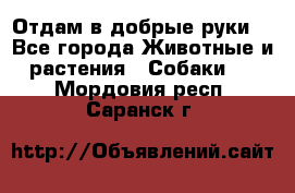 Отдам в добрые руки  - Все города Животные и растения » Собаки   . Мордовия респ.,Саранск г.